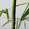 Mighty Bamboo Panthenol Cream